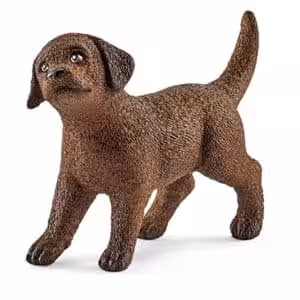 Labrador Welpe