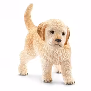 Golden Retriever Welpe